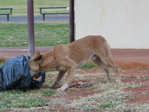 Dingo im M&uuml;llsack